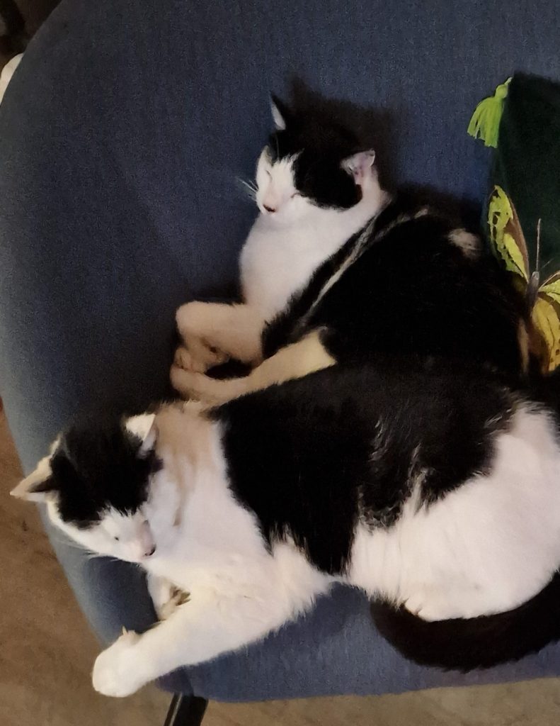 Cats