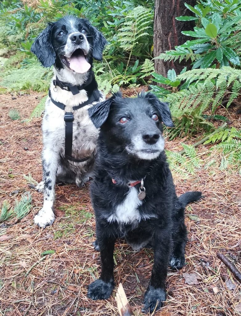 iz and guiness